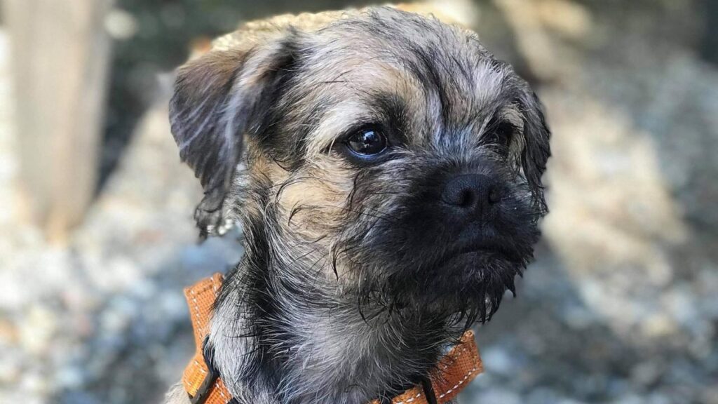 Pugapoo – Pug Poodle Mix