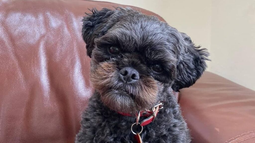 Pugapoo – Pug Poodle Mix