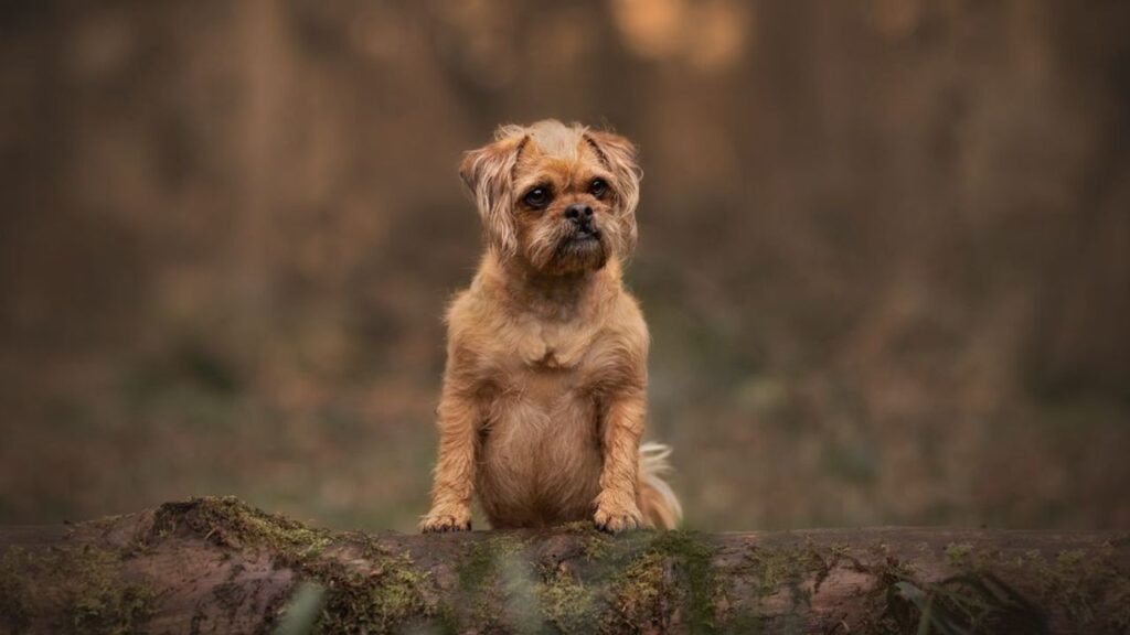 Pugapoo – Pug Poodle Mix