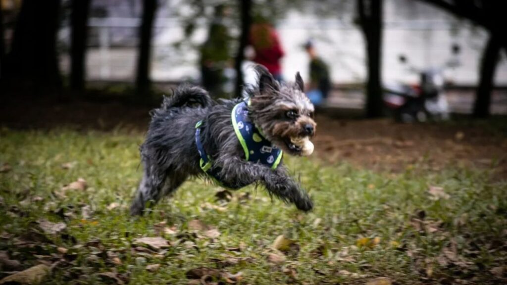 Pugapoo – Pug Poodle Mix