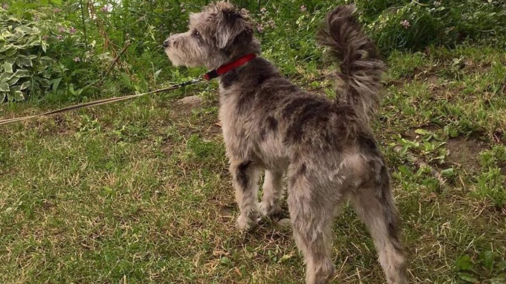 What Is Rattle – Rat Terrier Poodle Mix