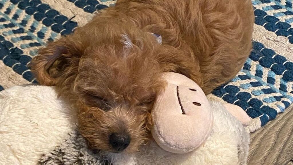 What Is Rattle – Rat Terrier Poodle Mix
