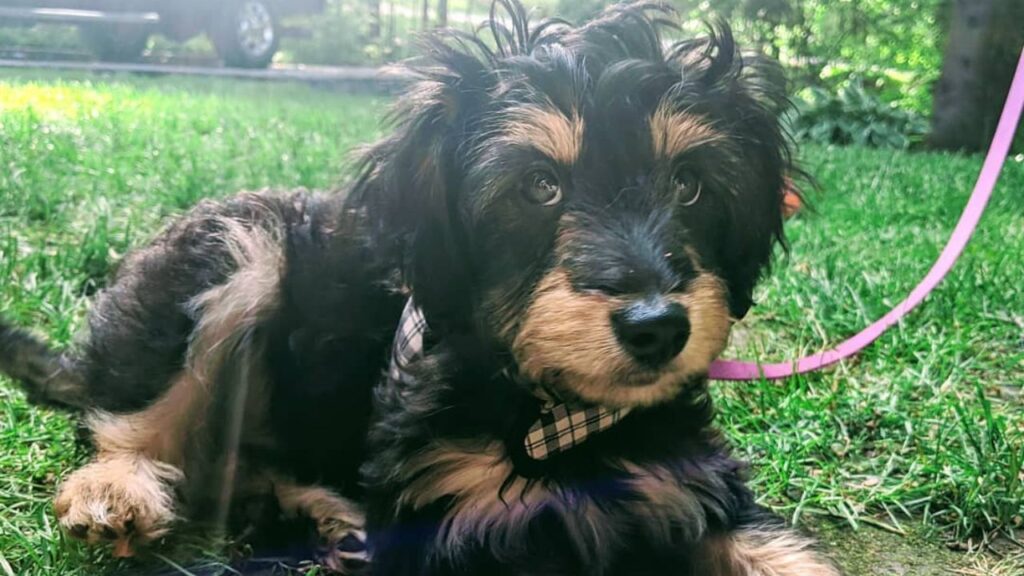 What Is Rattle – Rat Terrier Poodle Mix