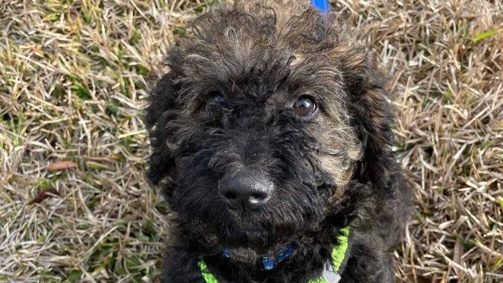 Rottle – Rottweiler Poodle mix