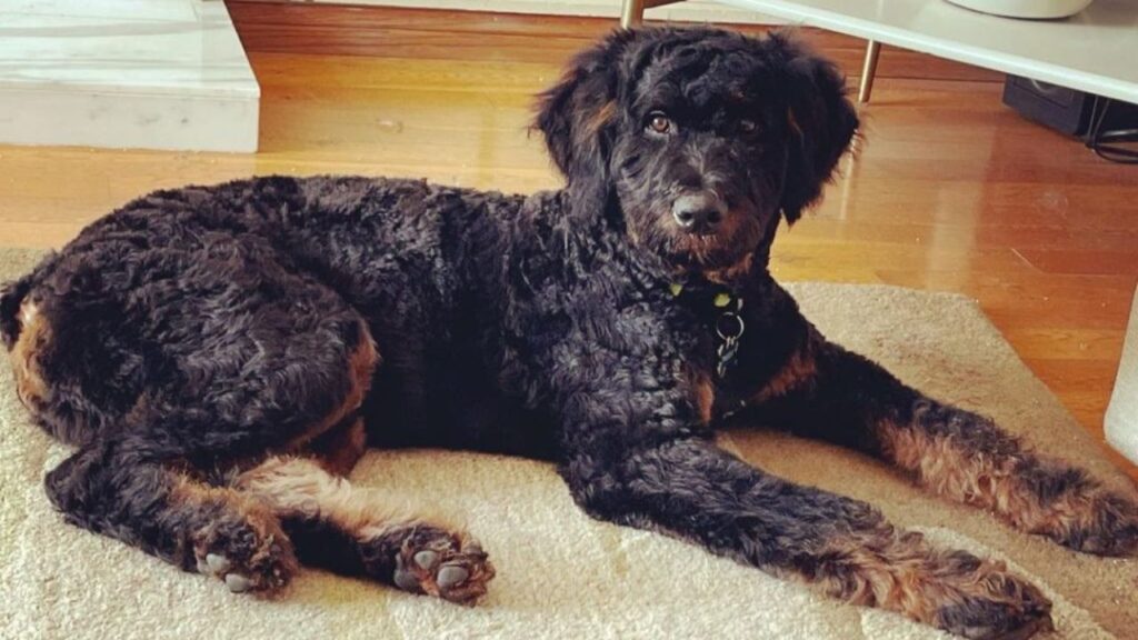 Rottle – Rottweiler Poodle mix