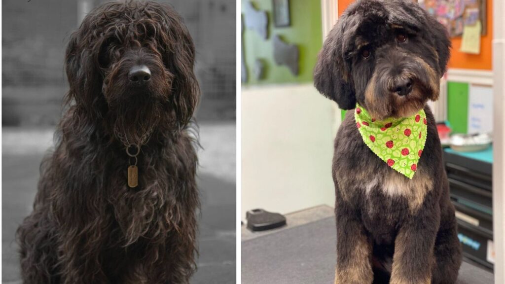 Rottle – Rottweiler Poodle mix