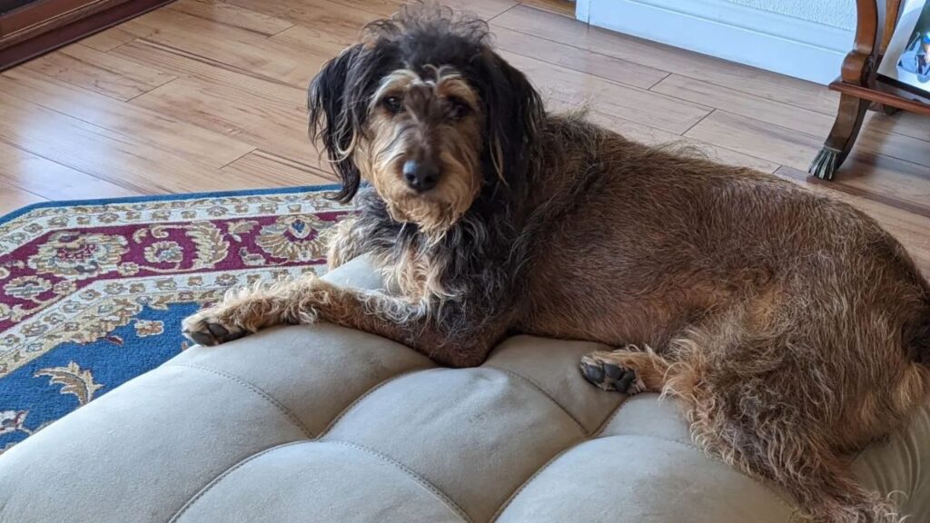 Rottle – Rottweiler Poodle mix