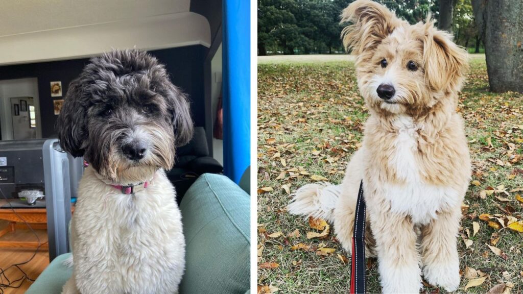 Sammypoo – Samoyed Poodle Mix