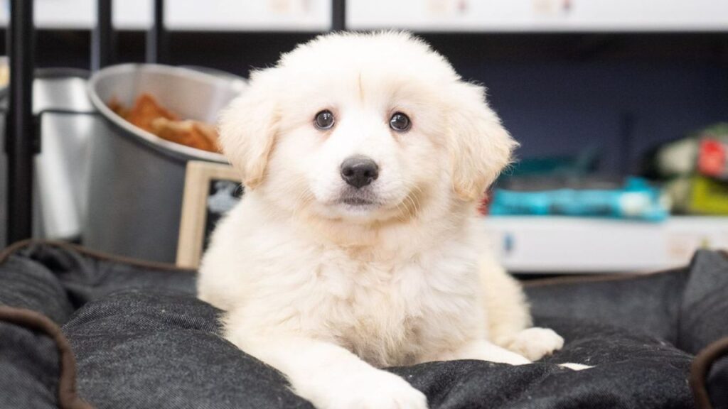 Sammypoo – Samoyed Poodle Mix