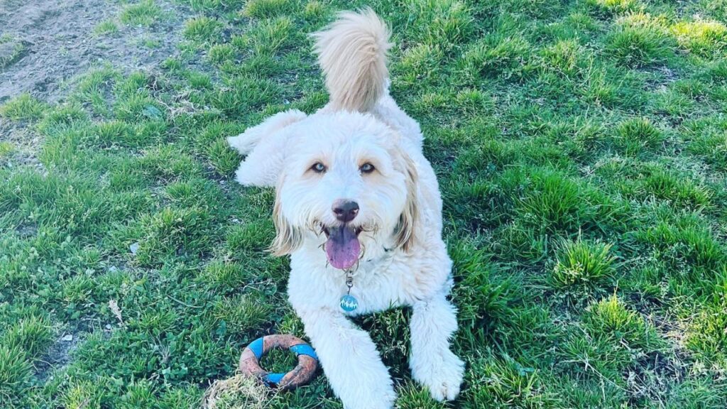 Sammypoo – Samoyed Poodle Mix