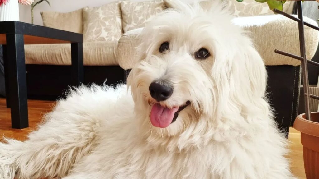 Sammypoo – Samoyed Poodle Mix