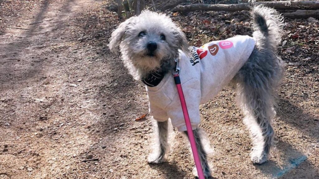 Schnoodle – Schnauzer Poodle Mix