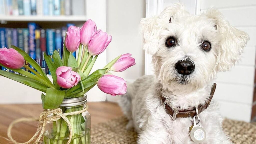 Schnoodle – Schnauzer Poodle Mix