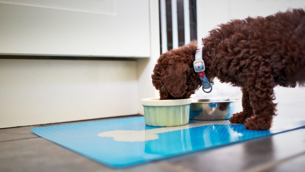 Poodle eating from its bowl