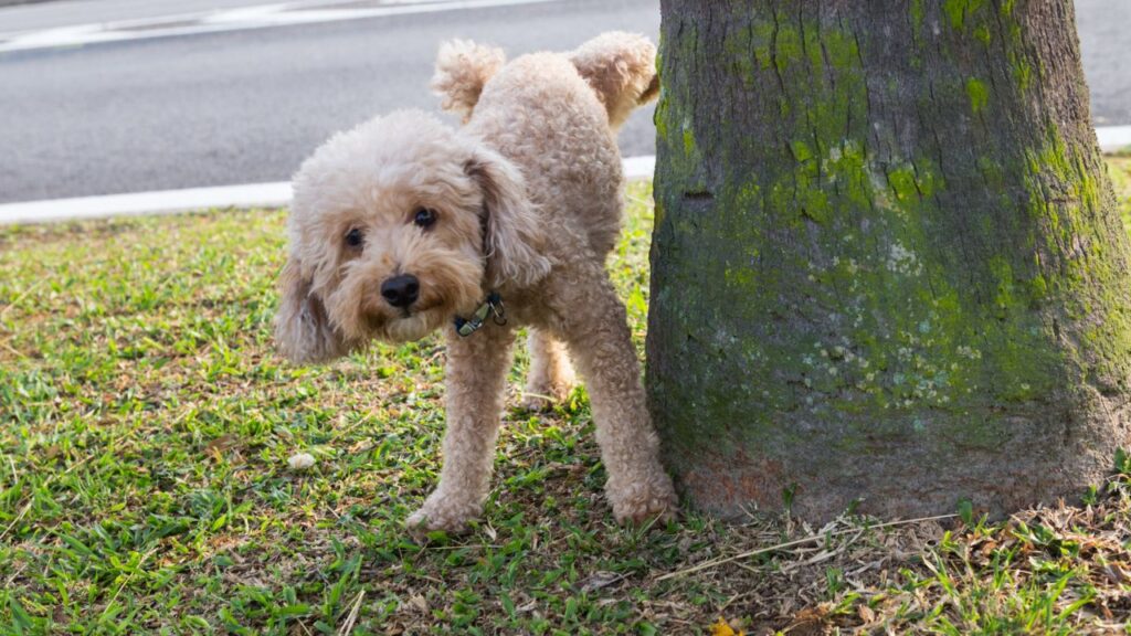 poodle peeing