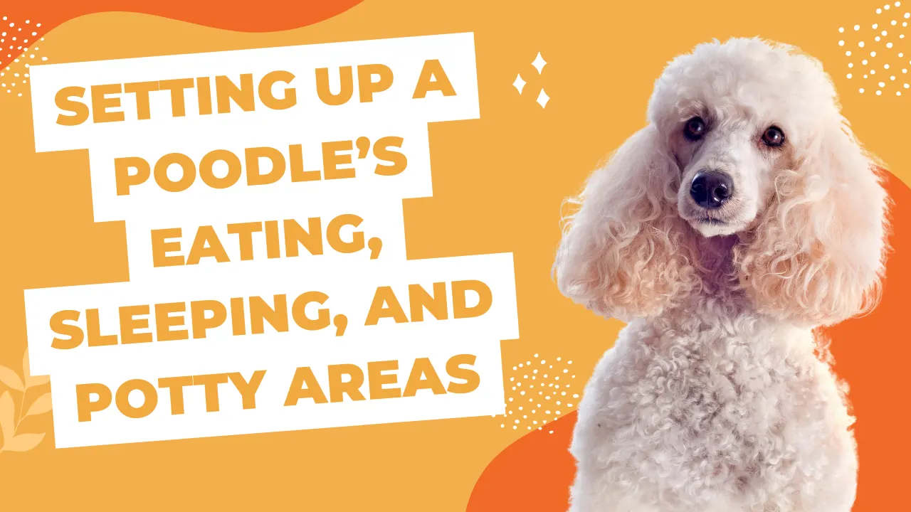 Setting Up a Poodle’s Eating, Sleeping, and Potty Areas