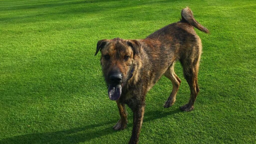 Sharpoo – Sharpei Poodle Mix