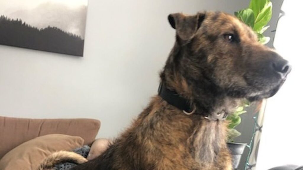 Sharpoo – Sharpei Poodle Mix