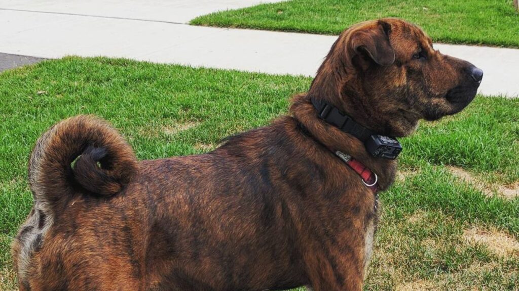 Sharpoo – Sharpei Poodle Mix