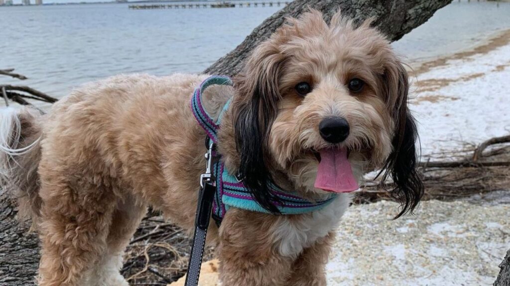 Sheltidoodle Sheltie Poodle Mix