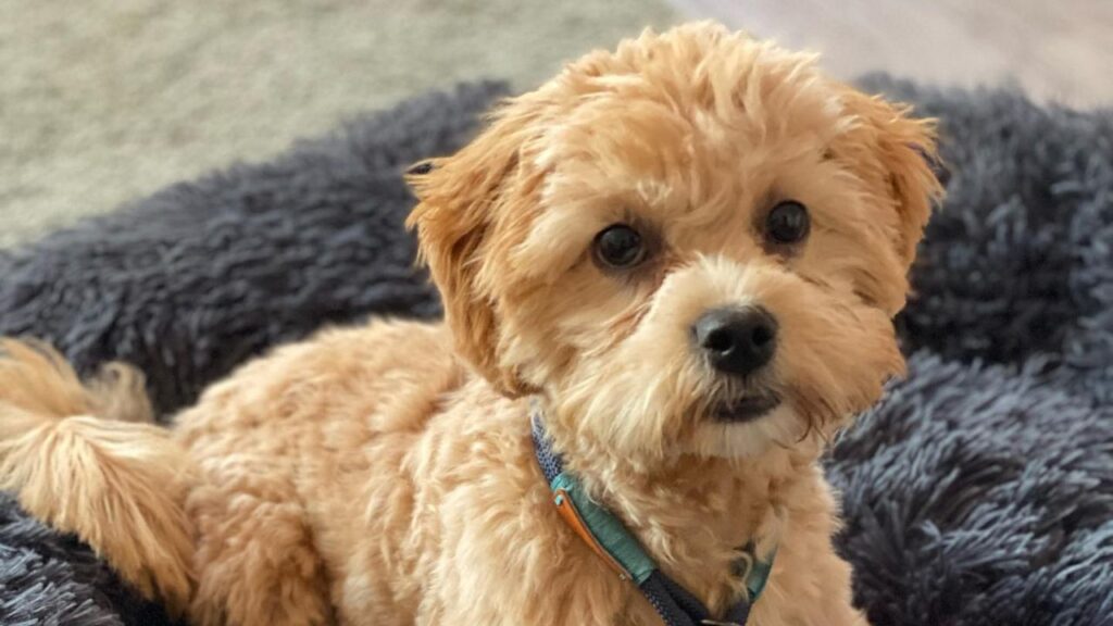 Shih Poo Shih Tzu Poodle Mix