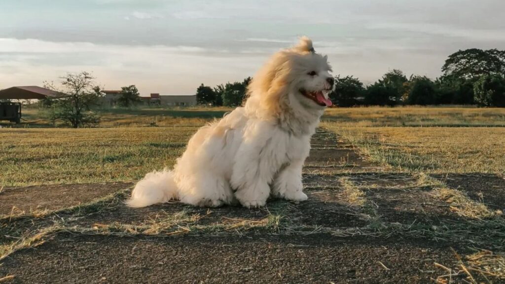 Shih Poo Shih Tzu Poodle Mix