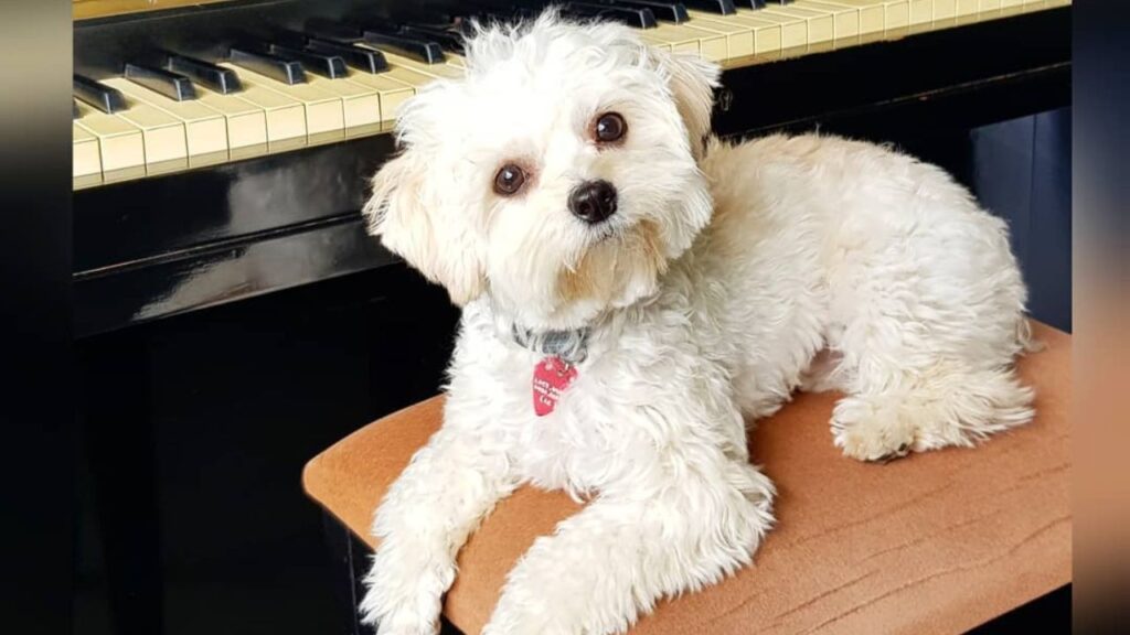 Shih Poo Shih Tzu Poodle Mix