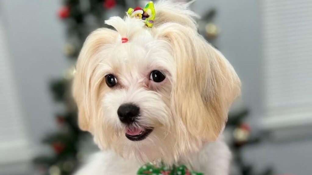 Shih Poo Shih Tzu Poodle Mix
