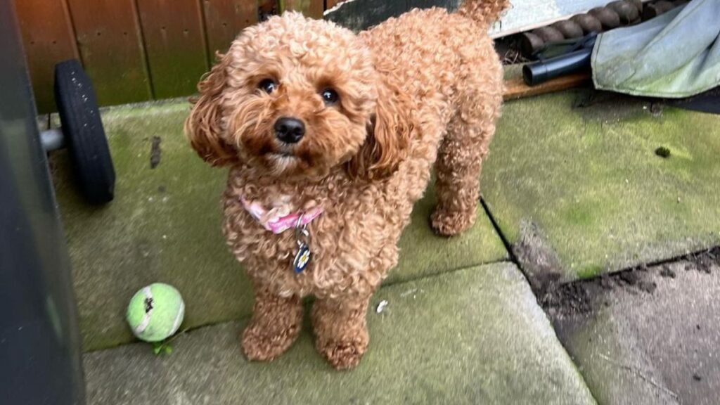 Shih Poo Shih Tzu Poodle Mix