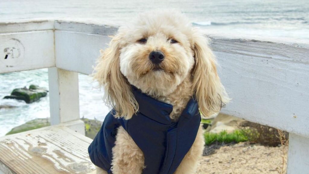 Terripoo Australian Terrier Poodle Mix