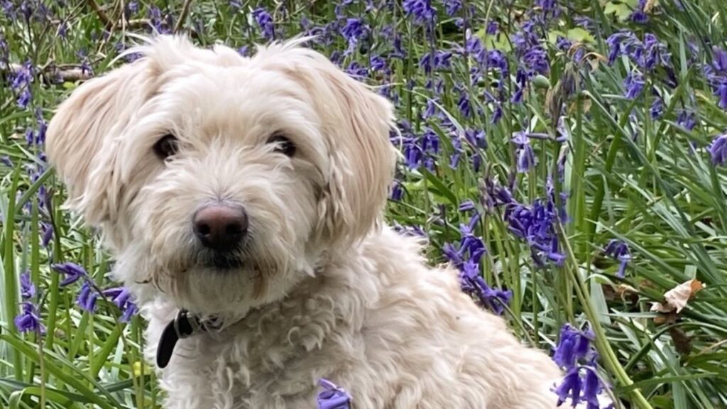 Terripoo Australian Terrier Poodle Mix