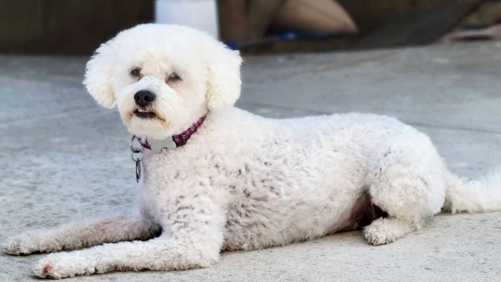 Terripoo Australian Terrier Poodle Mix