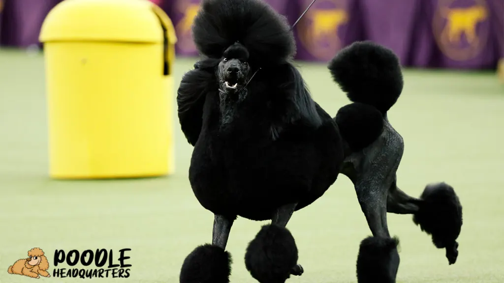 The Poodle A Breed Guide for Show Dogs 2