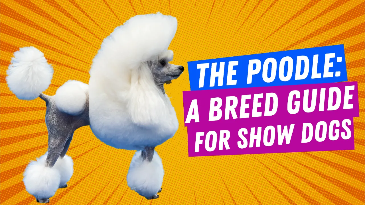 The Poodle: A Breed Guide for Show Dogs