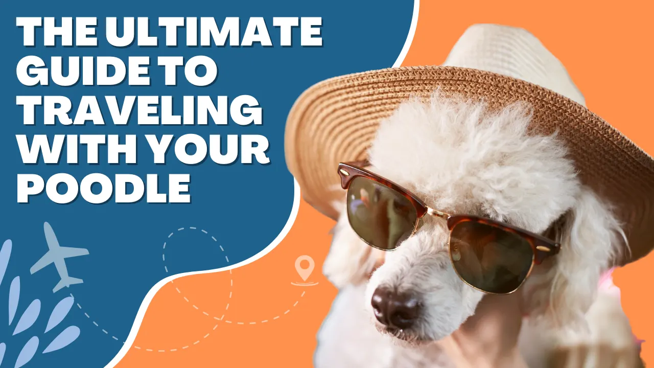The Ultimate Guide to Traveling with Your Poodle