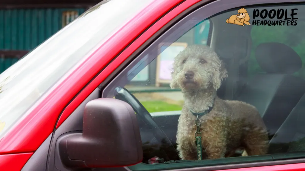 Traveling with your poodle