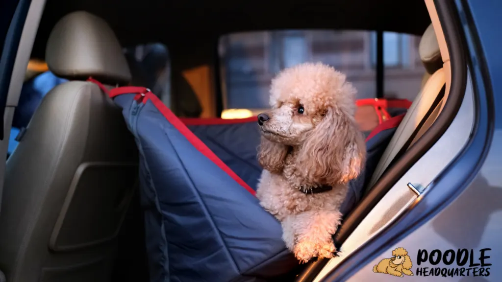 Traveling with your poodle