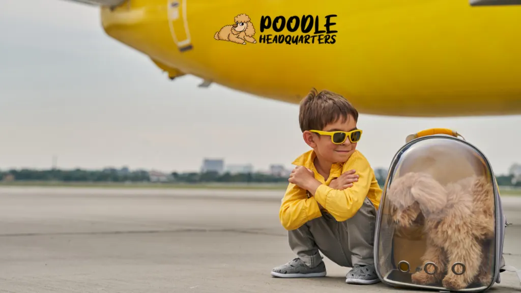 Traveling with your poodle