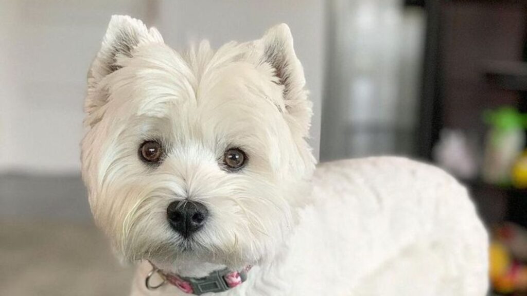 Westiepoo West Highland Terrier Poodle Mix