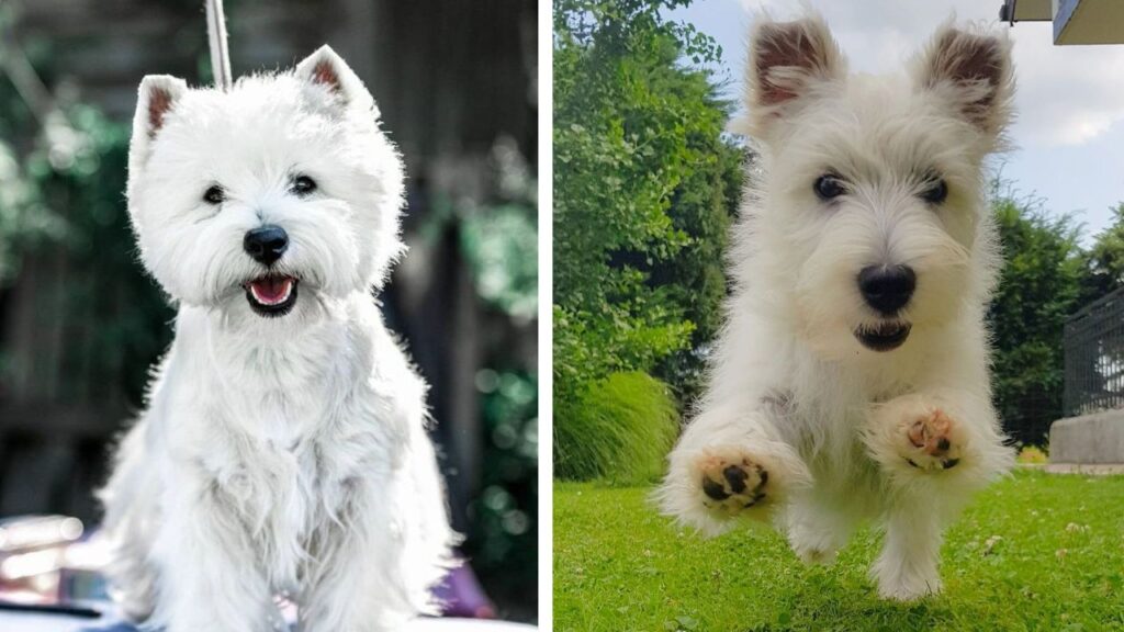 Westiepoo West Highland Terrier Poodle Mix