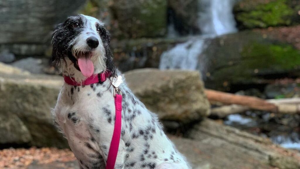 Dalmadoodle – Dalmatian Poodle Mix
