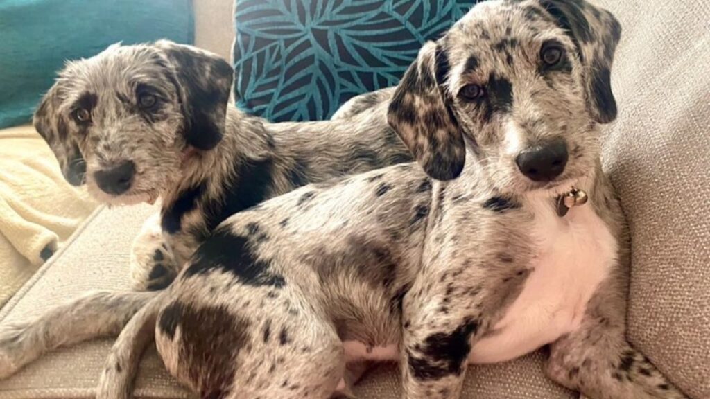 Dalmadoodle – Dalmatian Poodle Mix