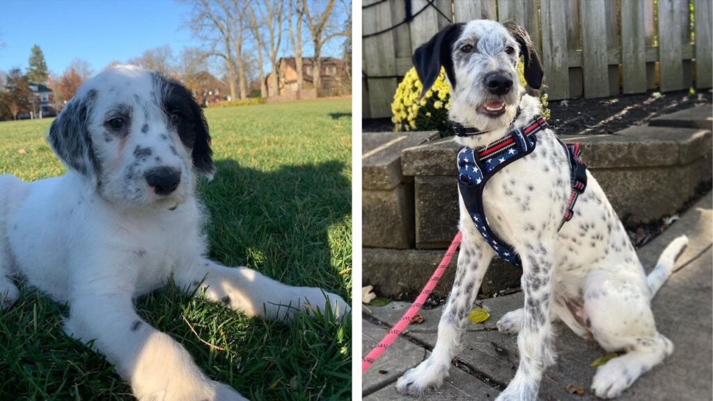 Dalmadoodle – Dalmatian Poodle Mix