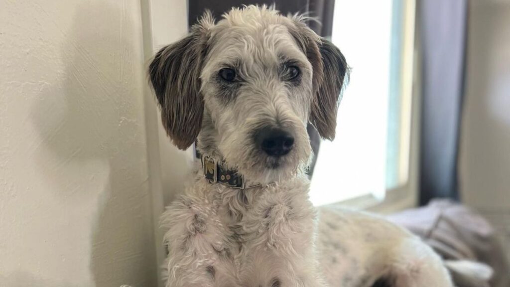 Dalmadoodle – Dalmatian Poodle Mix