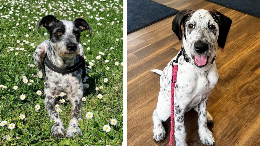 Dalmadoodle – Dalmatian Poodle Mix