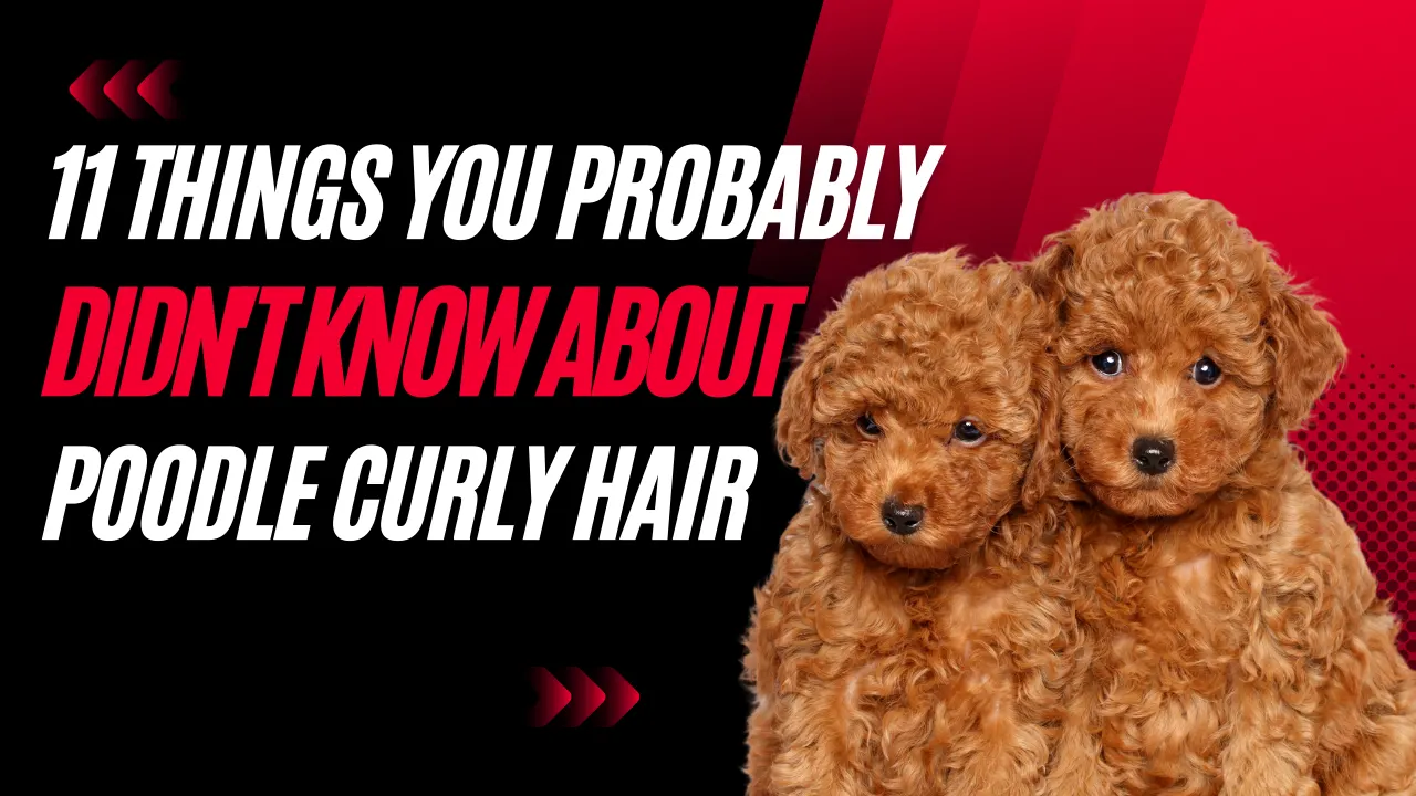 11 Shocking Secrets About Poodle Curly Hair You Need to Know