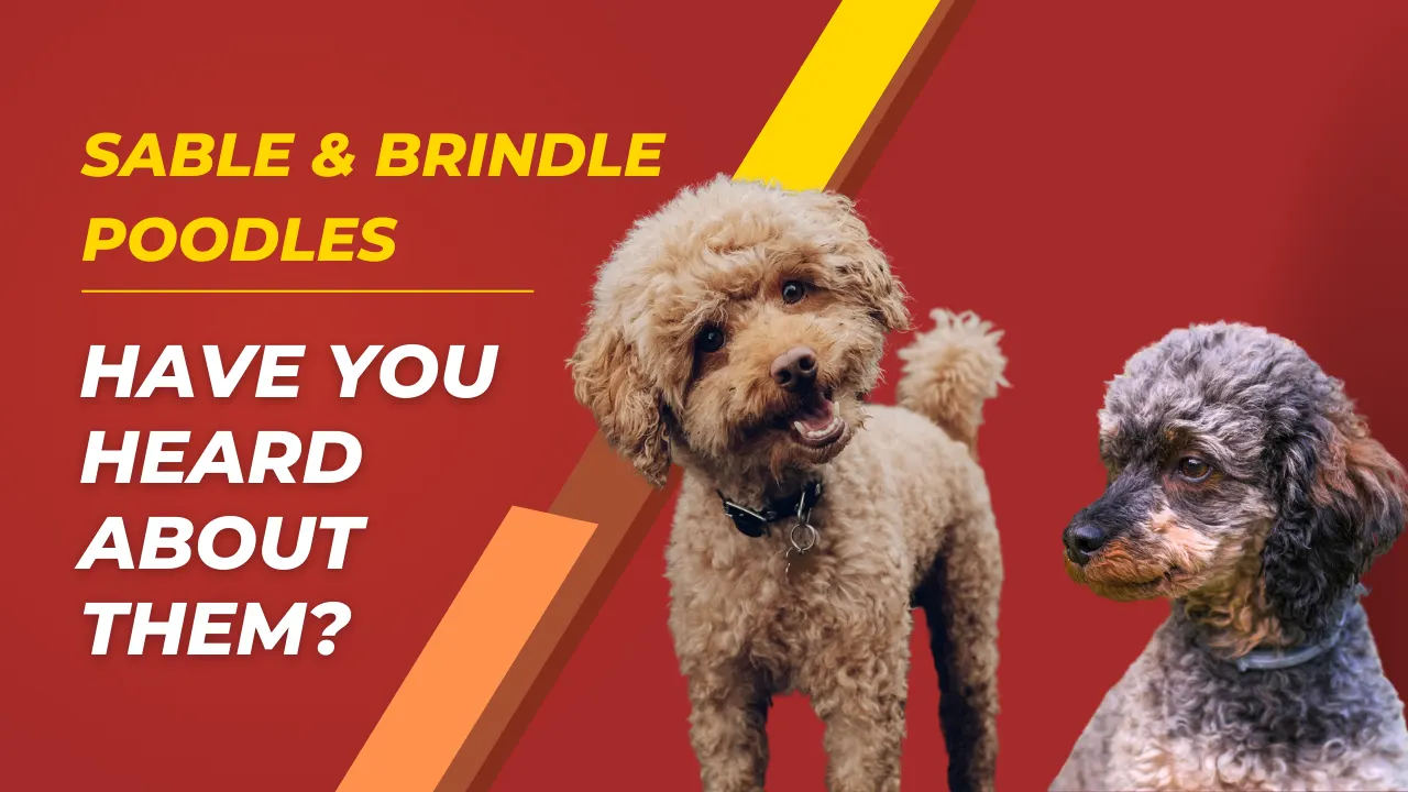 Sable & Brindle Poodles – Have You Heard About Them?