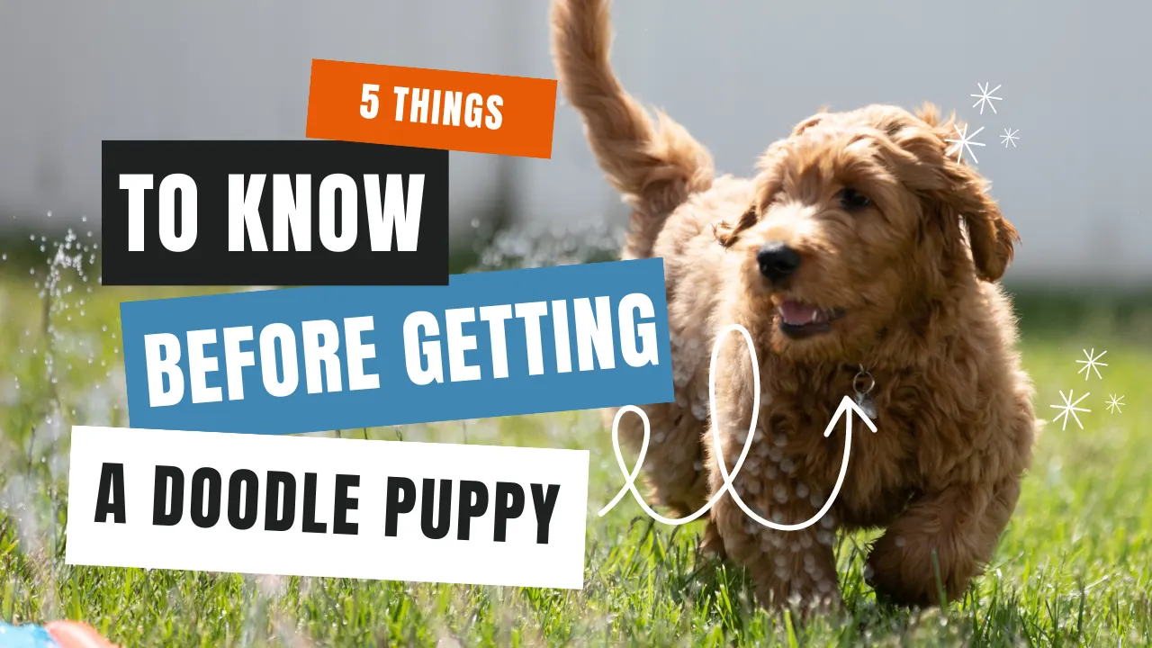 5 Things to Know Before Getting a Doodle Puppy