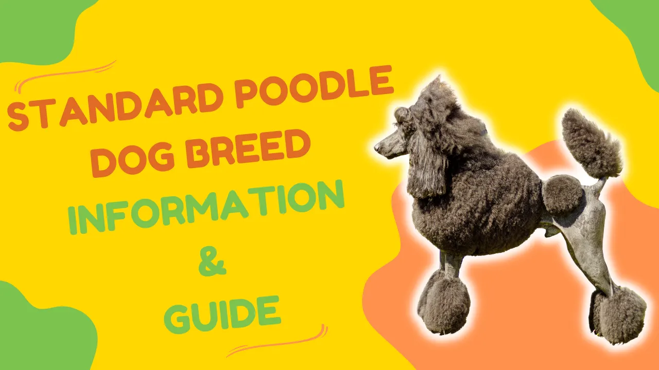 Standard Poodle Guide: The Honest Truth About Living With the “King of Dogs” (2026 Update)