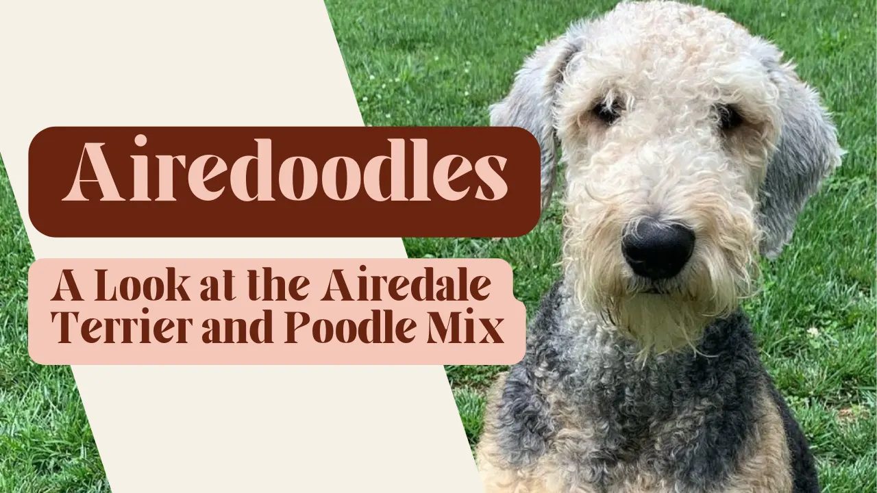 Airedoodle – Airedale Terrier Poodle Mix